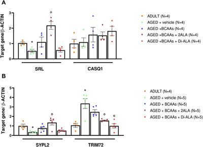 Branched-chain amino acids and L-alanine supplementation ameliorate calcium dyshomeostasis in sarcopenia: New insights for nutritional interventions